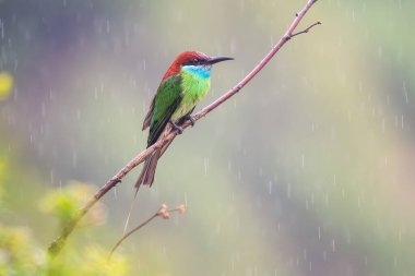 Mavi boğazlı arı yiyici - Merops viridis, güzel renkli kuş avlayan böcekler Güneydoğu Asya ve Vietnam 'ın nehirleri ve göl kıyısında.