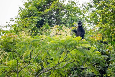 Hatinh Langur - Trachypithecus hatinhensis, Orta Vietnam 'daki kireçtaşı ormanlarına özgü, yüksek derecede tehdit altındaki güzel siyah Asya primatı.