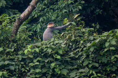 Grey-shanked Douc Langur - Pygathrix cinerea, nadide kritik tehlike altındaki primat Hindiçin, Vietnam ormanlarına özgü.