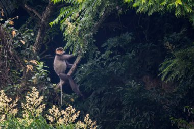 Grey-shanked Douc Langur - Pygathrix cinerea, nadide kritik tehlike altındaki primat Hindiçin, Vietnam ormanlarına özgü.