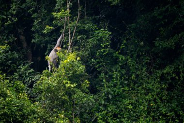 Grey-shanked Douc Langur - Pygathrix cinerea, nadide kritik tehlike altındaki primat Hindiçin, Vietnam ormanlarına özgü.