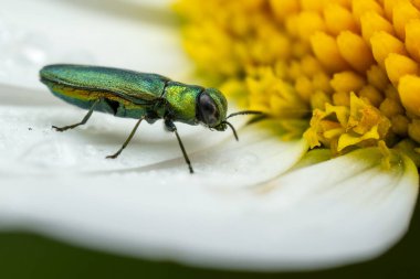 Mücevher Böceği - Anthaxia nitidula, Avrupa çayır ve otlaklarından güzel yeşil metalik böcek, Zlin, Çek Cumhuriyeti.