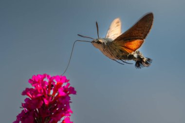 Uğultulu Şahin Güvesi - Macroglossum stellatarum, Avrupa çayırlarından güzel küçük atmaca güvesi, Zlin, Çek Cumhuriyeti.
