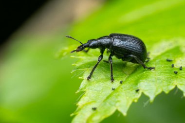 European weevil beetle - Deporaus betulae, small black leaf-rolling beetle native to European forests and woodlands, Zlin, Czech Republic.