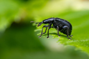 European weevil beetle - Deporaus betulae, small black leaf-rolling beetle native to European forests and woodlands, Zlin, Czech Republic.