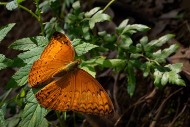 Yeoman Kelebeği - Sirrokroa tonu, güzel turuncu kelebek Güneydoğu Asya ve Vietnam 'ın çayırlarına ve çalılarına özgü.