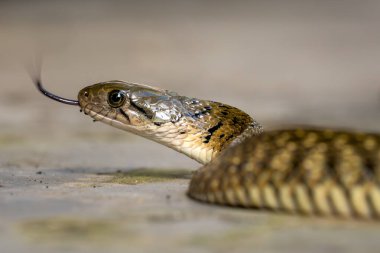 Sarı benekli Keelback - Fowlea flavipunctatus, güzel zehirli olmayan yılan Asya 'ya özgü nehirler, yürüyüşler ve bataklıklar, Vietnam.