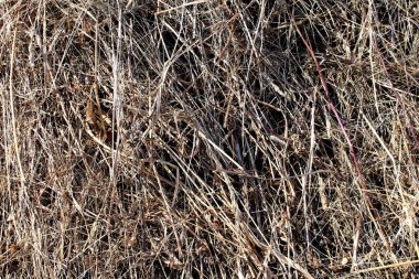 kuru ot saman yaz aylarında dokusuna