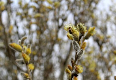 bir arı çiçek açan bir söğüt üzerinde oturur ve nektar toplar