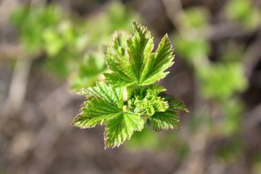 portre fotoğraf Frenk üzümü yaprakları çiçek