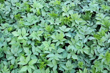 doku arka plan yeşil yaprakları taze çimen