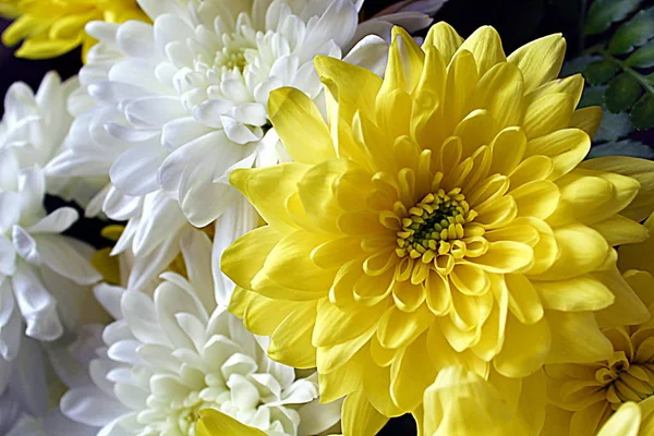 Strauß Chrysanthemen Gelben Und Weißen Farben — Stockfoto
