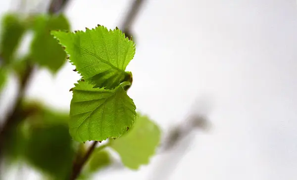 春季开花白桦树 — 图库照片