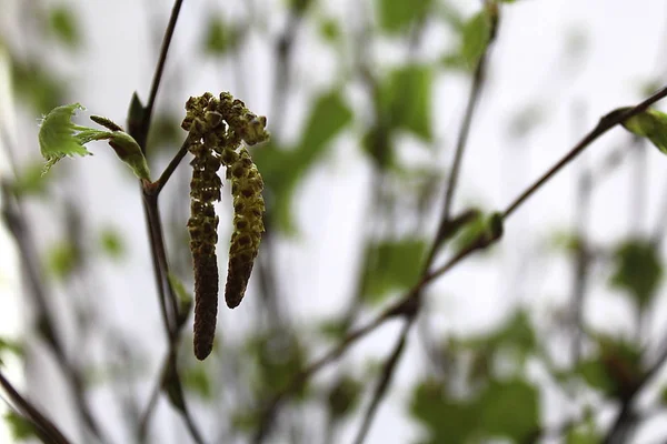 春天新鲜的桦树叶 — 图库照片