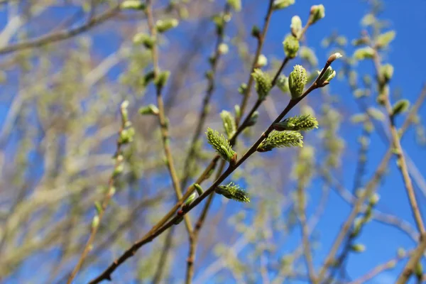 春の開花の柳 — ストック写真