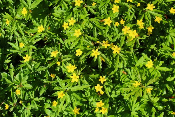 Hintergrund Der Gelben Blumen — Stockfoto