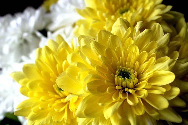 Bouquet Chrysanthemums Yellow White Colors — Stock Photo, Image