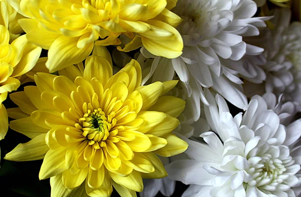 Bouquet Chrysanthemums Yellow White Colors — Stock Photo, Image