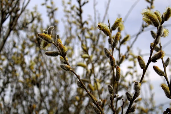 bir arı çiçek açan bir söğüt üzerinde oturur ve nektar toplar