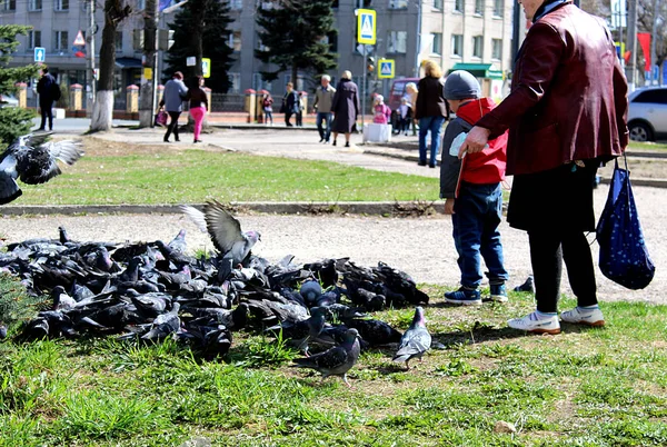 道の鳩を種子で食べる孫の祖母 — ストック写真