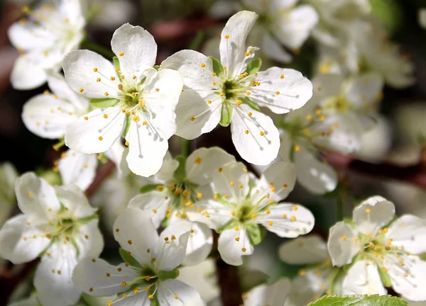 Třešňové Květy Bílém — Stock fotografie