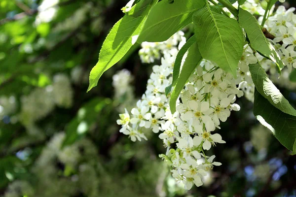 kuş-kiraz ağacının beyaz çiçek demet