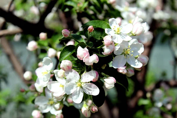 Białe Kwiaty Jabłoni Wiosnę — Zdjęcie stockowe