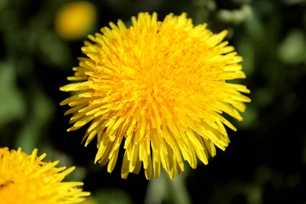 緑のジューシーな牧草地に黄色のタンポポの花 — ストック写真