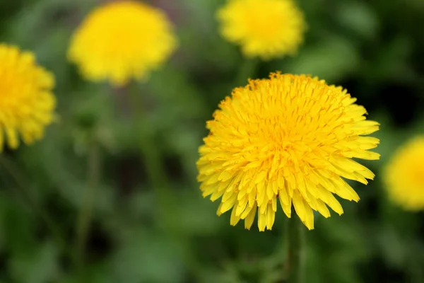 Fleur Pissenlit Jaune Sur Une Prairie Verte Juteuse — Photo