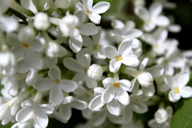 Güzel güneş ışığı altında beyaz leylak dalı