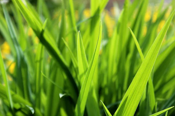 Sappige Uitgaande Gras Groeien Een Weiland — Stockfoto