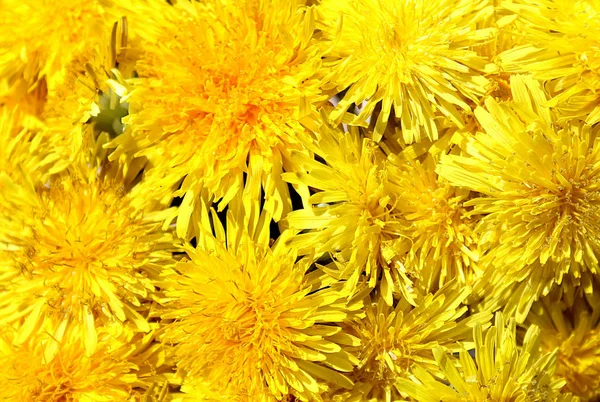 背景黄色のタンポポの花 — ストック写真