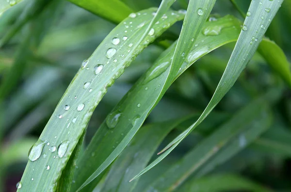 Grama Alta Verde Com Gotas Água Após Chuva — Fotografia de Stock