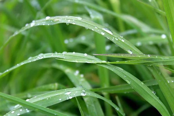 Grama Alta Verde Com Gotas Água Após Chuva — Fotografia de Stock