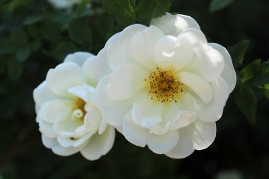 bir yaz gününde çiçek açan yabani gül beyaz gül