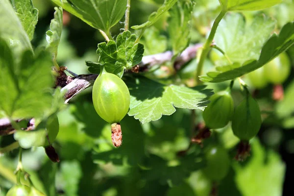 在花园里生长的绿色醋栗浆果 — 图库照片
