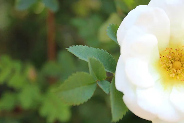 白色玫瑰野生玫瑰绽放在夏日 — 图库照片