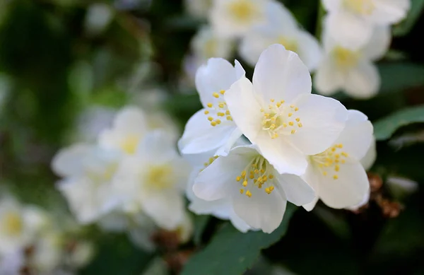 在夏天绽放的布什的白花 — 图库照片