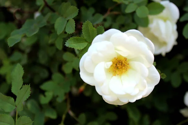 白色玫瑰野生玫瑰绽放在夏日 — 图库照片