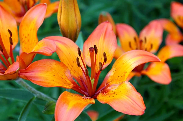 Lily çiçek kırmızı çiçekler harika bir kokusu ile kokulu