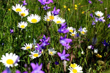 bir sürü papatya ve bir çayır üzerinde yayılmış bluebells
