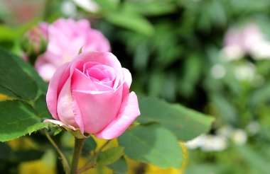 Rosebud pembe renk açılmaz