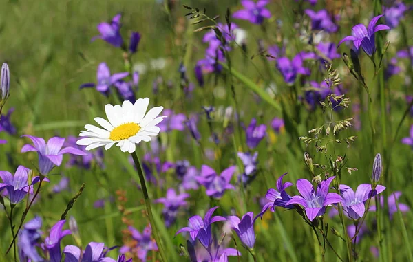 bir sürü papatya ve bir çayır üzerinde yayılmış bluebells