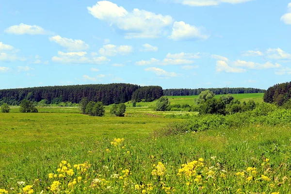 Yaz peyzaj alanı orman açık havada çiçek