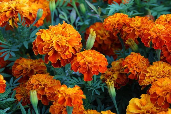 Orange Flowers Growing Open Air — стоковое фото