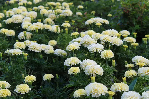 Белый Бархатный Цветок Растущий Открытом Воздухе — стоковое фото