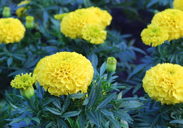 Yellow Velvet Flower Growing Open Air — Stock Photo, Image