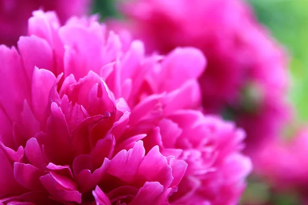 Large Bright Pink Buds Peony Flower Summer — Stock Photo, Image