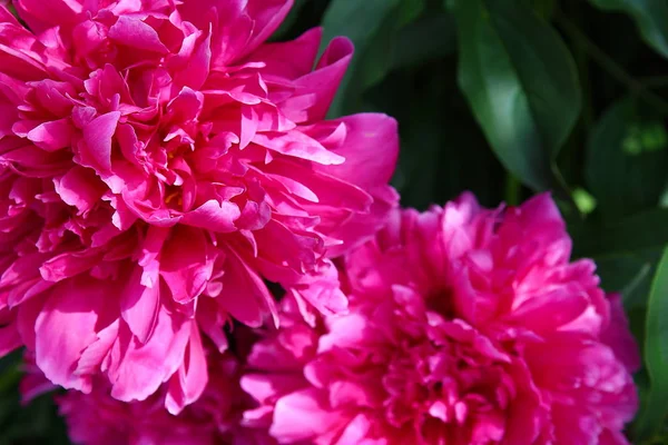 Large Bright Pink Buds Peony Flower Summer — Stock Photo, Image