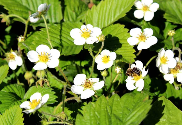 蜜蜂在炎热天气中授粉的白草莓花 — 图库照片
